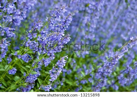 Blooming lavender flowers in late spring time.