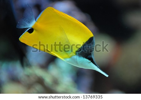 Yellow coral reef fish on blurred by lens background