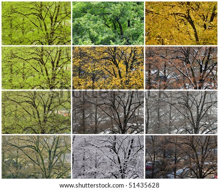 The same tree viewed from the same place during the year. All seasons and different weather.
