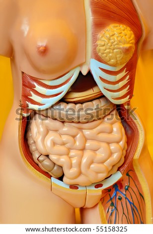 Organs inside female body. Learning artificial model.