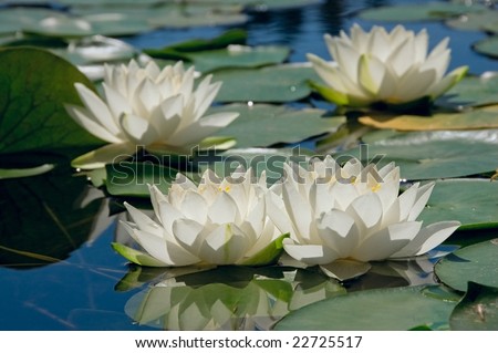 Lily Pads and a white Water Lily