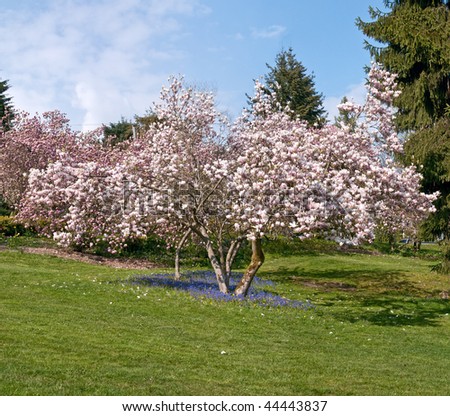 susan magnolia tree pictures. ann magnolia tree pictures.