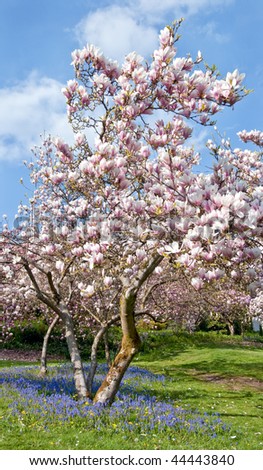 magnolia tree blossom. magnolia tree blossom. stock