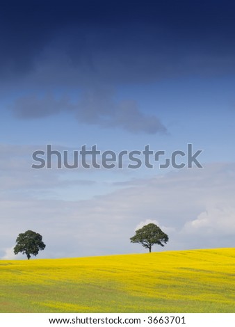 Looking over a rural english landscape of yellow rapeseed