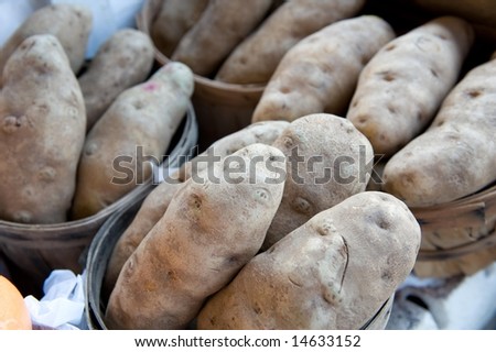 An image of large Idaho potatoes displayed at an outdoor market