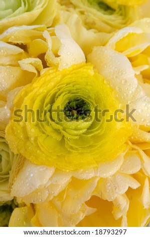 stock photo A colorful yellow bridal bouquet of flowers close up