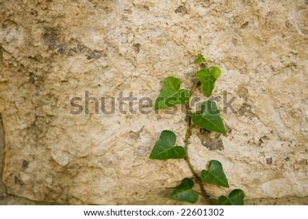 An image of english ivy growing up a stone wall