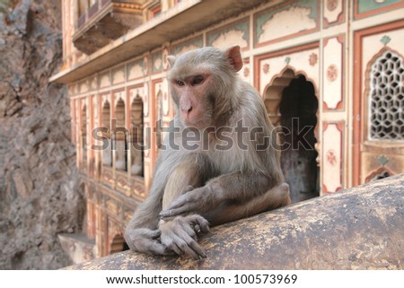 Jaipur, India, at the temple of the Sun God or Monkey temple