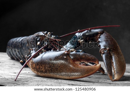 Lobster claw
