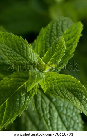 Mentha piperita or mint, green leaves, selective focus shot