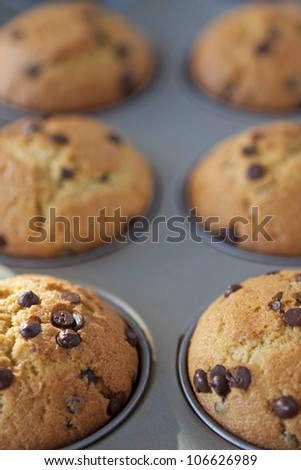 freshly baked muffins with chocolate drops