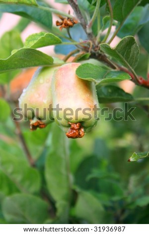 Two apple on the branch of apple tree.