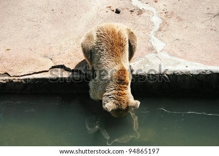 Brown bear drinking water.