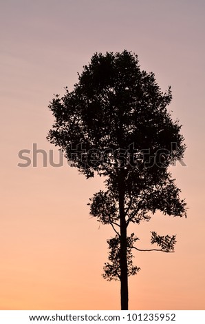 Silhouette of alone tree