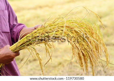 agricultural of rice in thailand and farmer holding jasmine rice product for world food