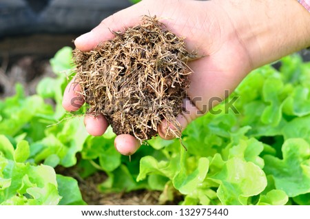 Farmer hand holding compost and organic planting