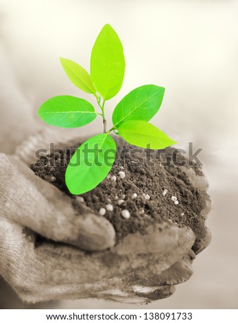 CLose up hand holding tree growing with soil