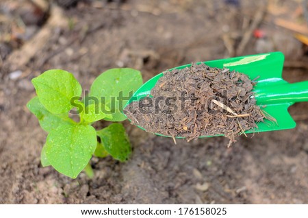 Farmer apply organic compost fertilizer to young plant