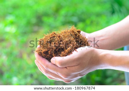 Coconut dirt on farmer hand for plantation