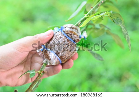 Close up Plant Grafting and budding rose
