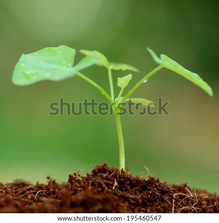 Close up Young plant growing on brown soil