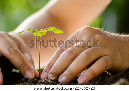 Planting,Seeding,Seedling,Close up Male hand planting young tree over green background