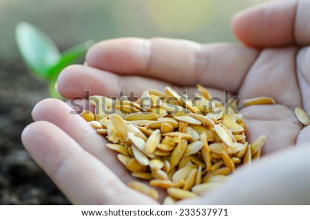 Seeding,Seedling,Agriculture,Close up seed on hand