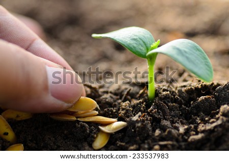 Seeding,Seedling,Soil,Agriculture,Close up Young plant growing with hand planting