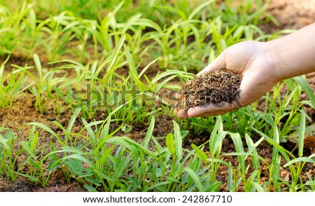 fertilizer,soil,Farmer hand giving compost fertilizer to young plant