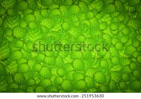 Nature green abstract background, Mint leaf natural green background for design