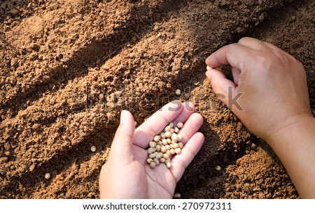 Sowing seed,Agriculture,Seed,Seeding,Seedling, Close up farmer hand sawing seed on back soil with sunlight background in morning time