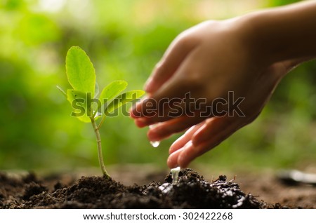 Planting,Seeding,Seedling, Close up Kid hand planting and watering young tree over green background
