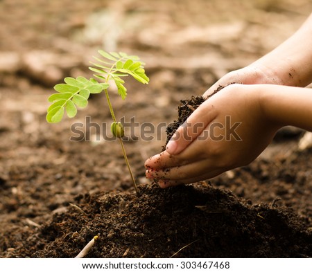 Planting,Seeding,tree,Kid hand giving organic compost to sapling