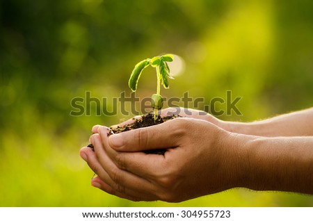 Plant,Agriculture,Seed,Seeding,Tree,Forest, Male hand holding sprout for planting with sunlight over natural forest green background