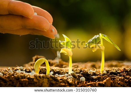 Agriculture, Seeding, Plant seed growing concept, Farmer hand giving fertilizer to young plant