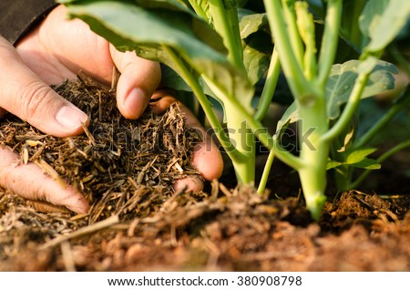 Agriculture,compost ,Soil,plant,grow,Farmer hand giving compost fertilizer to green vegetable