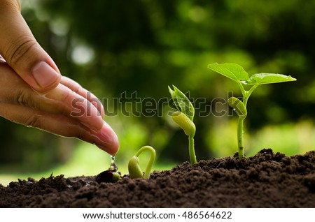Hand watering to young plant with seedling and plant growing concept