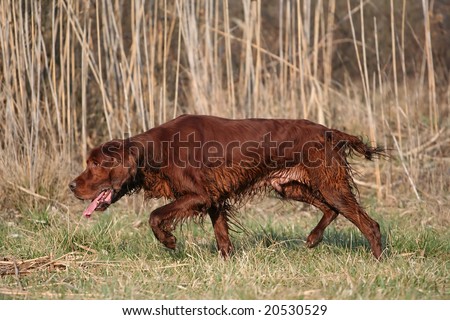 Hunting dog sniffing in the field