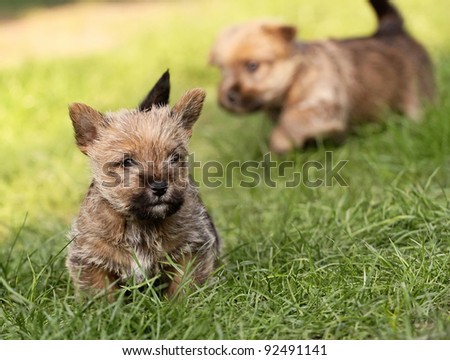 Norwich Terrier Colors