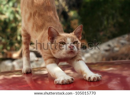 Red cat stretching himself