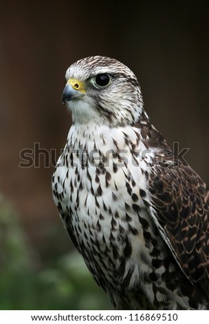 Beautiful Peregrine Falcon portrait