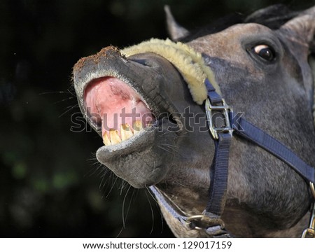 Funny smiling horse showing his teeth