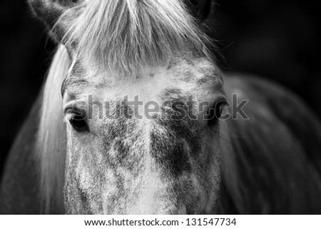 Forehead of a beautiful gray horse
