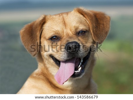 Cute funny dog smiling in a hot Summer