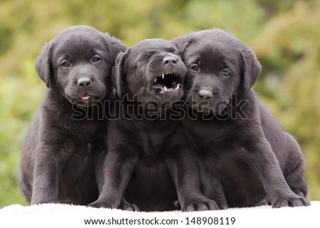 Cute black Labrador Retriever puppies sitting