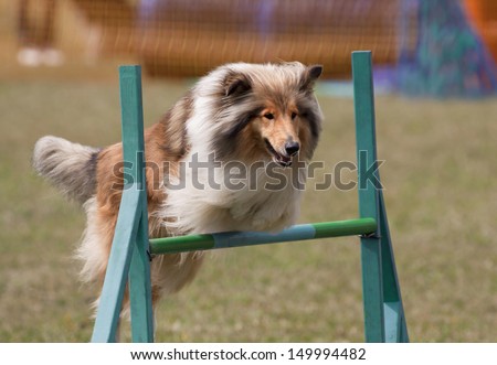 Happy jumping collie
