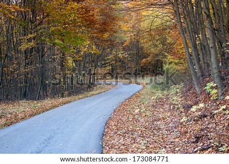 Twisting road in a beautiful Autumn forest