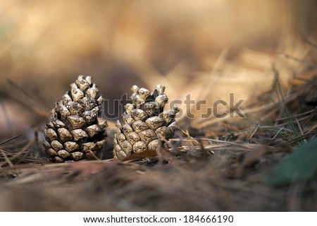 Beautiful Christmas pine cones in the forest - close up
