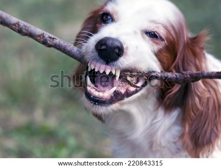 Angry white dog biting a stick