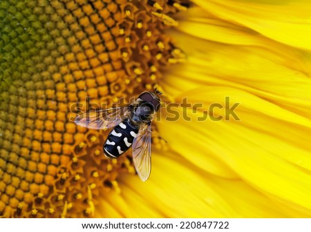Close-up photo of a hover-fly on a Sunflower